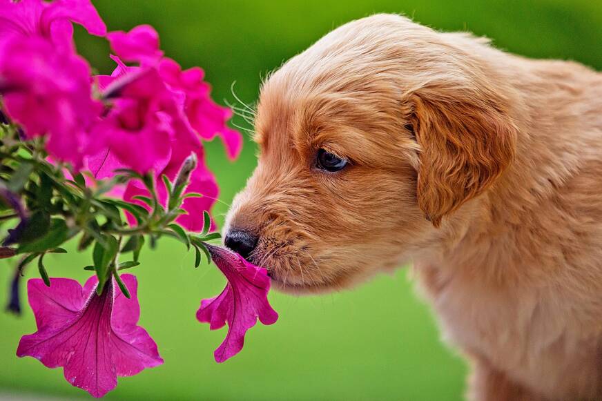 cachorro flor
